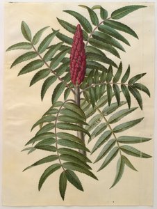 Rhus typhina z albumu Gottorfer Codex, ok.1650 (gwasz na pergaminie)