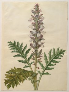 Acanthus mollis autorstwa Hans Simon Holtzbecker