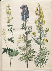 Aconitum lycoctonum (kapelusz nordycki); Aconite napellus (Ægte burzowy kapelusz); Aconite anthora (sztorka płetwowate) autorstwa Hans Simon Holtzbecker