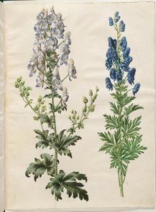 Barwiony akonit (kapelusz burzowy broget); Aconite napellus (ægte stormhat) autorstwa Hans Simon Holtzbecker