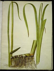 Acorus kalmus (almindelig kalmus) autorstwa Hans Simon Holtzbecker