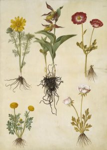 wiosenny Adonis (vår-adonis); Cypripedium calceolus (stor fruesko); Jaskier azjatycki (have-ranunkel); Jaskier (sztuka ranunkel) autorstwa Hans Simon Holtzbecker