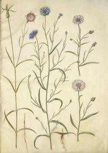 Agrostemma githago (skała pospolita); Centaurea cyanus (chaber) autorstwa Hans Simon Holtzbecker