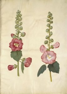 Alcea rosea (mleczna stokroza) autorstwa Hans Simon Holtzbecker