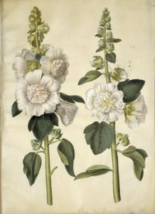 Alcea rosea (mleczna stokroza) autorstwa Hans Simon Holtzbecker