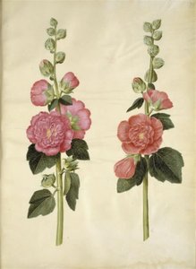 Alcea rosea (mleczna stokroza) autorstwa Hans Simon Holtzbecker