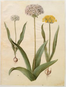 Allium moly (cebula złota); Allium nigrum (czarna cebula) autorstwa Hans Simon Holtzbecker