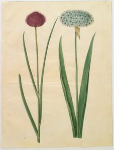 Allium sphaerocephalon (cebula śródziemnomorska); Allium nigrum (czarna cebula) autorstwa Hans Simon Holtzbecker