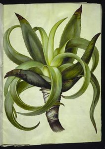 Aloes (aloes) autorstwa Hans Simon Holtzbecker