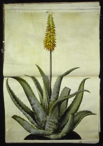 Aloes (aloes medyczny) autorstwa Hans Simon Holtzbecker