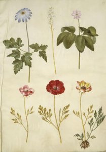 Zawilec apeninowy (zawilec z Apeninów); Tiarella cordifolia (powszechny kwiat piankowy); Anemone trifolia (potrójny anemon); Ranunculus asiaticus (jaskier ogrodowy) autorstwa Hans Simon Holtzbecker
