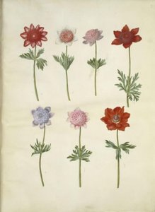 Anemon coronaria (franski zawilec) autorstwa Hans Simon Holtzbecker