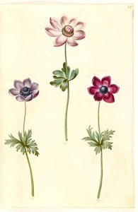 Anemon coronaria (franski zawilec) autorstwa Hans Simon Holtzbecker