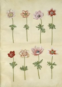 Anemon coronaria (franski zawilec) autorstwa Hans Simon Holtzbecker