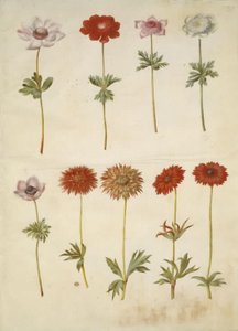Anemon coronaria (francuski anemon); Zawilec ×fulgens (błyszczący zawilec) autorstwa Hans Simon Holtzbecker