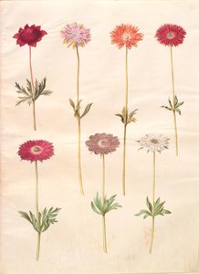Anemon coronaria (francuski anemon); Zawilec ×fulgens (błyszczący zawilec) autorstwa Hans Simon Holtzbecker