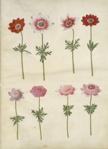 Anemone coronaria L. (ukwiał francuski); Anemon pavonina (zawilec paw) autorstwa Hans Simon Holtzbecker