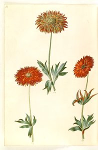 Zawilec ×fulgens (błyszczący zawilec) autorstwa Hans Simon Holtzbecker