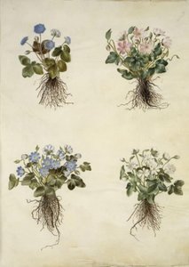 Anemone hepatica (niebieski zawilec) autorstwa Hans Simon Holtzbecker