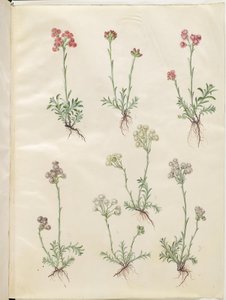 Antennaria dioica (zwykła kocia łapa) autorstwa Hans Simon Holtzbecker