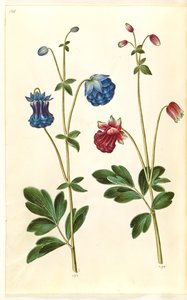 Aquilegia vulgaris (pospolity orlik) autorstwa Hans Simon Holtzbecker