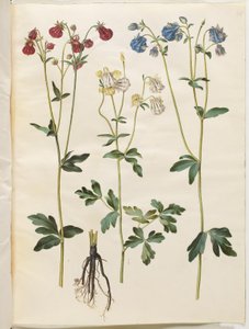 Aquilegia vulgaris (pospolity orlik) autorstwa Hans Simon Holtzbecker