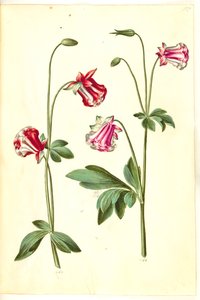 Aquilegia vulgaris (pospolity orlik) autorstwa Hans Simon Holtzbecker