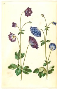 Aquilegia vulgaris (pospolity orlik) autorstwa Hans Simon Holtzbecker