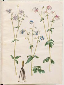 Aquilegia vulgaris (pospolity orlik) autorstwa Hans Simon Holtzbecker