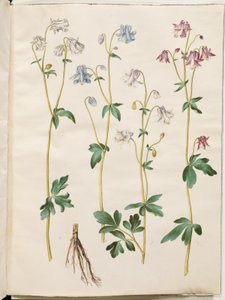 Aquilegia vulgaris (pospolity orlik) autorstwa Hans Simon Holtzbecker