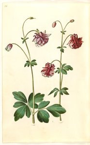 Aquilegia vulgaris (pospolity orlik) autorstwa Hans Simon Holtzbecker