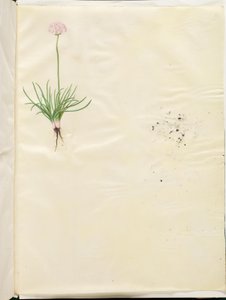 Armeria maritima (pospolita angielska trawa) autorstwa Hans Simon Holtzbecker