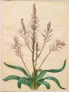 Asphodelus ramosus autorstwa Hans Simon Holtzbecker