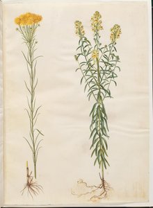Aster linozyris (astry złotowłose); Linaria vulgaris (dorsz pospolity) autorstwa Hans Simon Holtzbecker