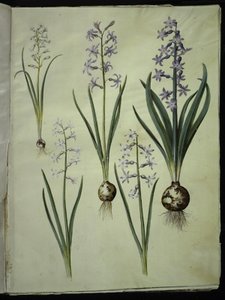 Brimeura amethystina (niebieski pirenejski); Hiacynt orientalny (hiacynt almindelig) autorstwa Hans Simon Holtzbecker
