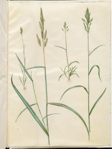 jęczmień bromus (blod hejre); Phalaris arundinacea autorstwa Hans Simon Holtzbecker