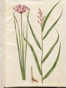 Butomus umbellatus (świeca panny młodej); Phragmites australis (trzcina pospolita) autorstwa Hans Simon Holtzbecker