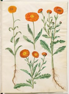 Calendula officinalis (nagietek ogrodowy) autorstwa Hans Simon Holtzbecker