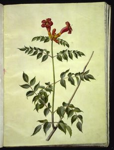 Campsis radicans (kwiat trąbkowy) autorstwa Hans Simon Holtzbecker