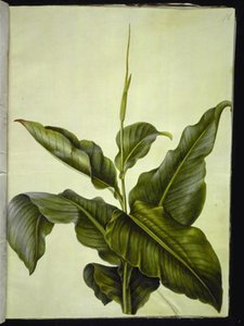 kanna (oko) autorstwa Hans Simon Holtzbecker