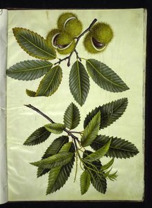 Castanea sativa (prawdziwy kasztan) autorstwa Hans Simon Holtzbecker