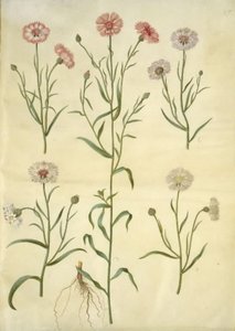 Centaurea cyanus (chaber) autorstwa Hans Simon Holtzbecker