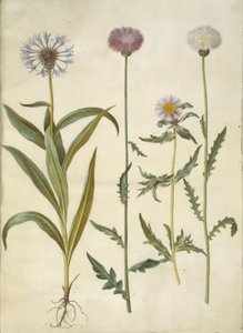 Centaurea montana (węzeł górski); Amberboa moschata (zapach sułtan) autorstwa Hans Simon Holtzbecker