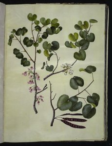 Cercis siliquastrum (almindelig judastræ) autorstwa Hans Simon Holtzbecker