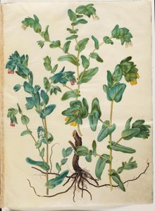 Cerinthe major (stor voksurt) autorstwa Hans Simon Holtzbecker