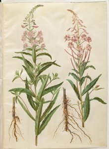 Chamerion angustifolium (smalbladet gederams) autorstwa Hans Simon Holtzbecker