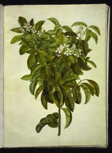 Limonka cytrusowa (cytryna pospolita) autorstwa Hans Simon Holtzbecker