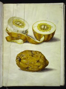 Citrus Medica (cedr) autorstwa Hans Simon Holtzbecker