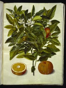 Citrus sinensis (pomarańczowy) autorstwa Hans Simon Holtzbecker