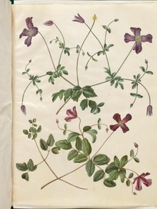 Clematis viticella (włoski skovranke) autorstwa Hans Simon Holtzbecker